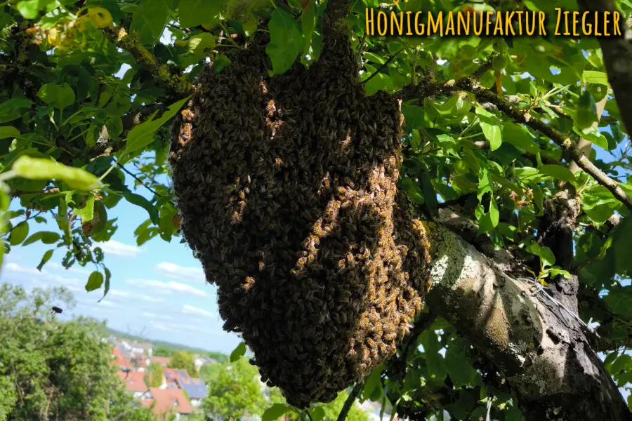 Hilfe, ein Bienenschwarm!